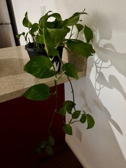 Pothos Trailing Vine Houseplant