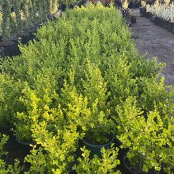 Japanese Boxwood 5gal $14 Each 