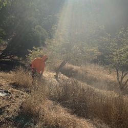 Weed Brush Clearing  Large Or Small 
