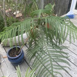 California Pine Tree W/ Pot 2ft Tall 