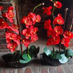 Pair Of Beautiful Orchids