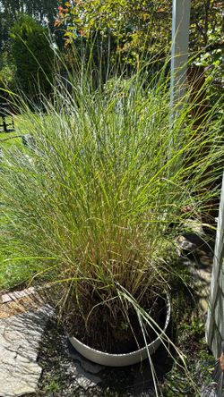 Free Miscanthus Grass, Maiden Grass