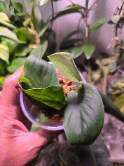 Scindapsus Jade Satin
