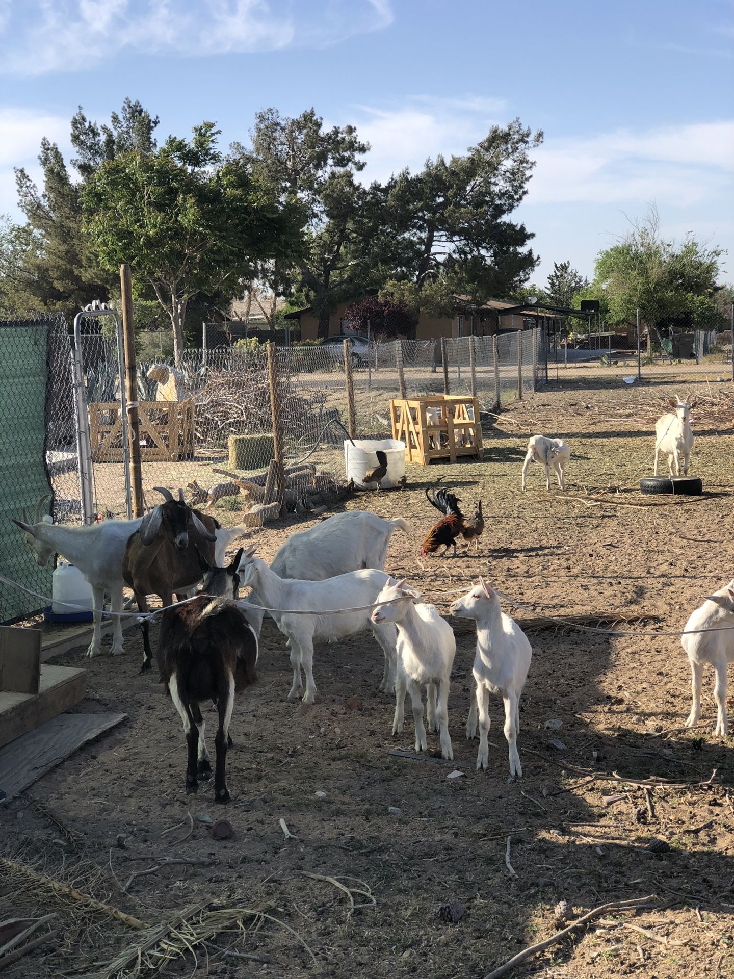 Goats, chivos