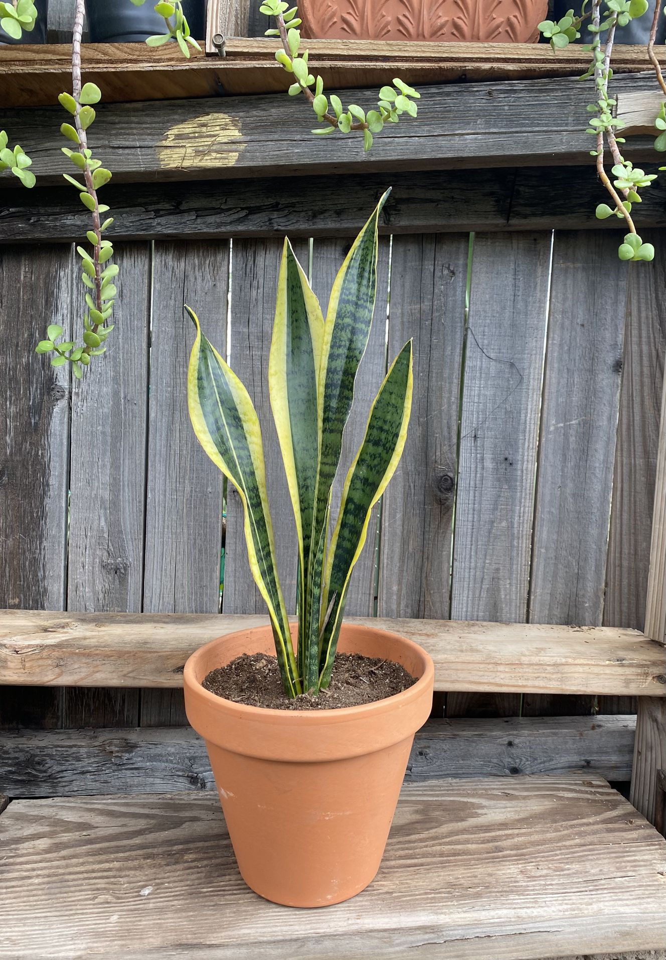 Small Mother-in-Law or Snake Plant 
