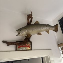 Brown Trout 21” Taxidermy Fish 25” Wide Mount On Drift Wood