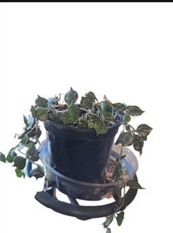 Hoya carnosa