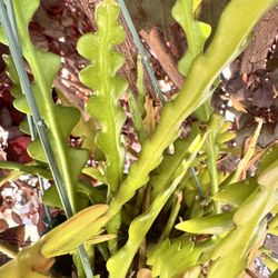 🐟 Fishbone Cactus 🌵 