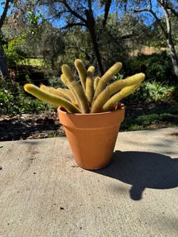 Cactus