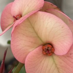 Corona De Cristo $45