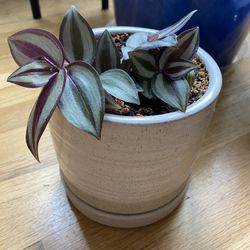 Silver Inch Plant