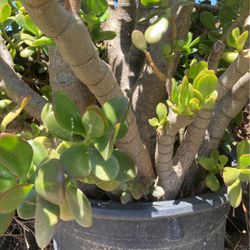 Plants