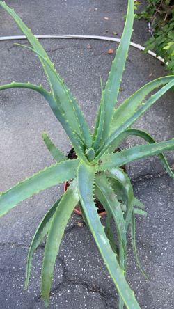 Aloe vera plants in pot decorative green plants