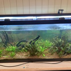 75 Gallon Freshwater Tank & More