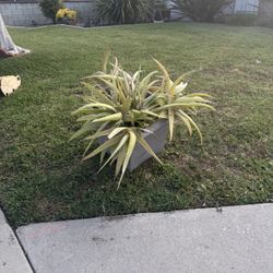 Free Aloe Vera Plants