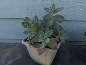 Succulent Pot