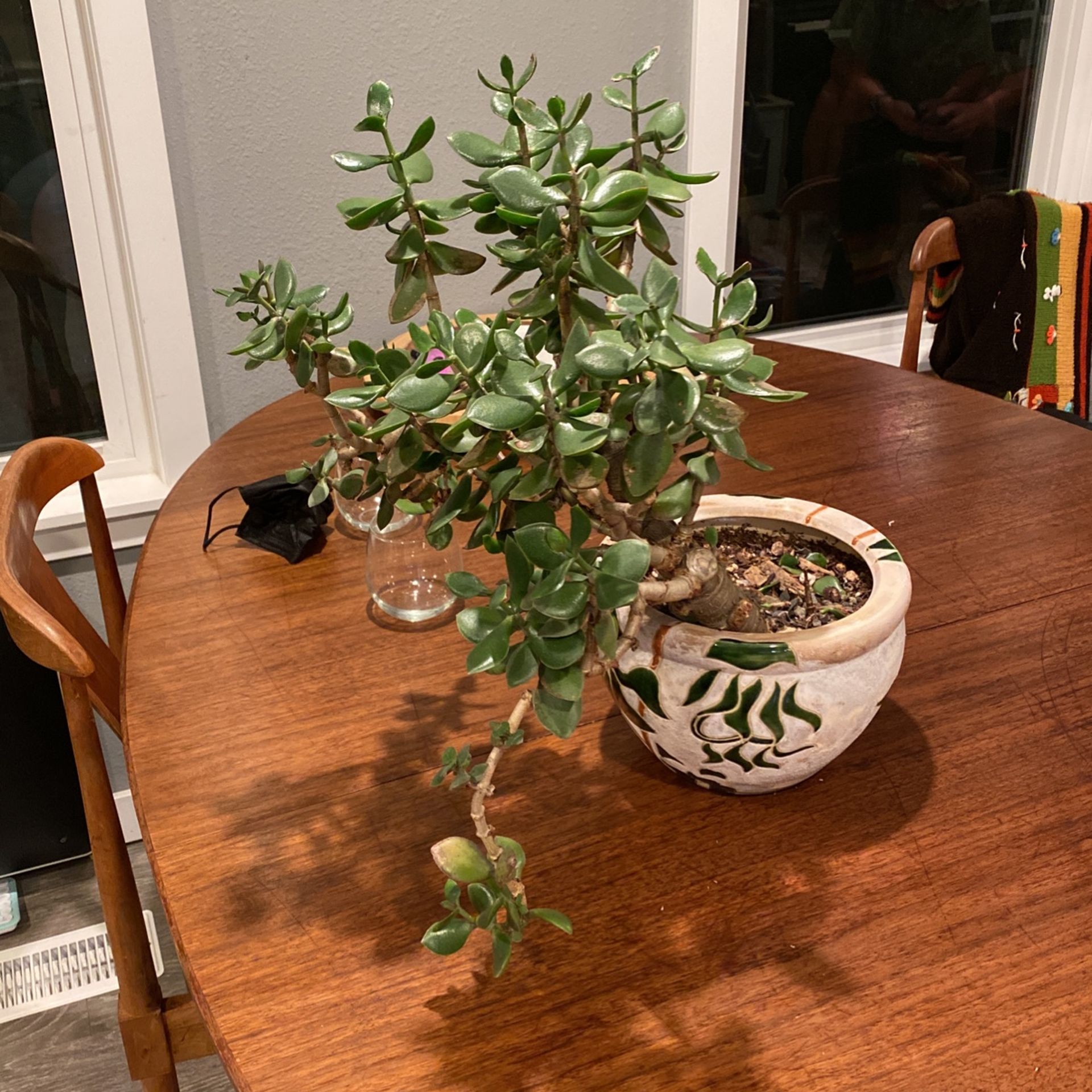 Potted Jade Plant 