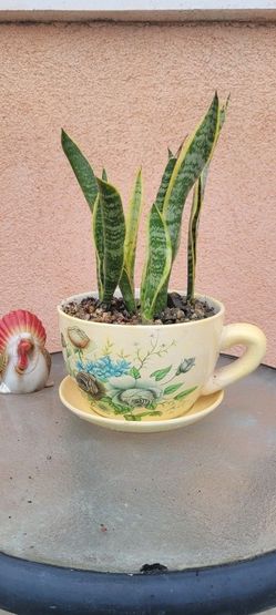 Snake Plant, Decorative Planter With Saucer & Rocksb