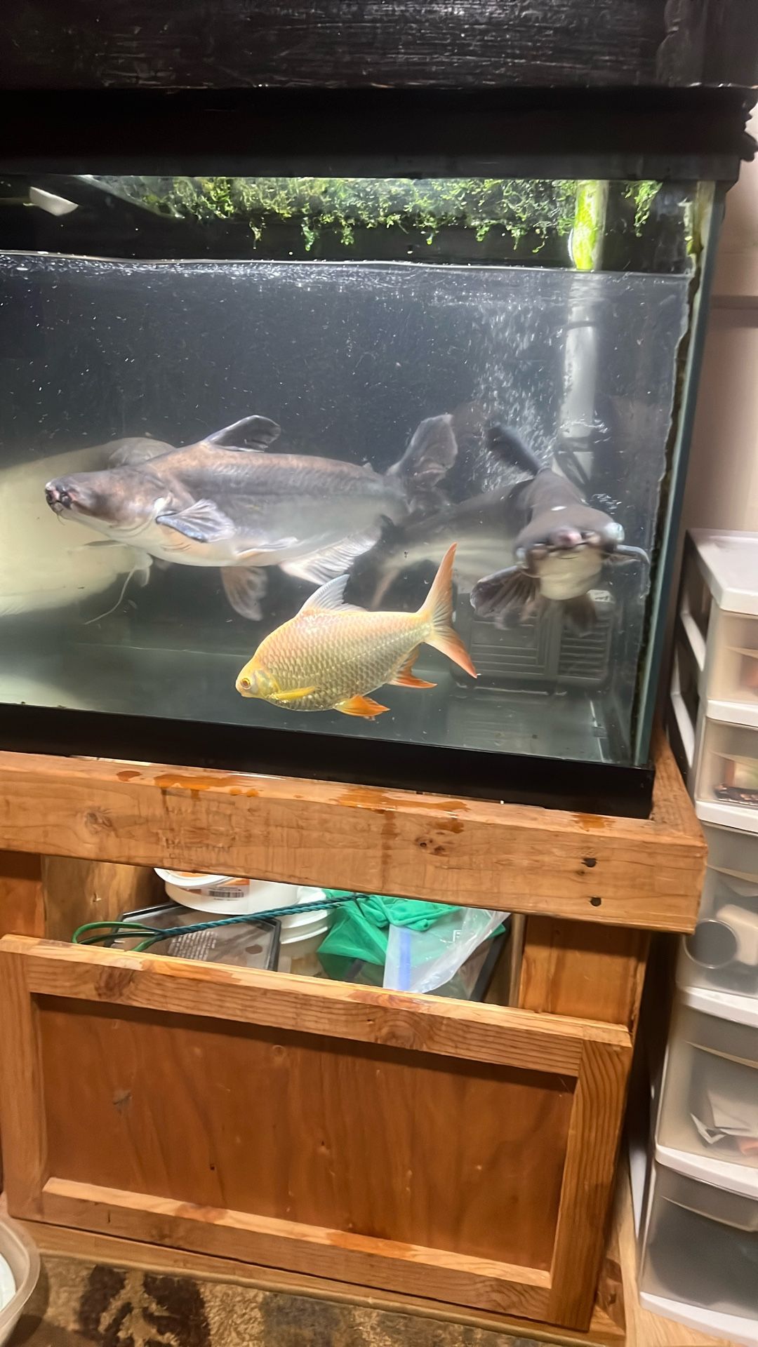 Large Catfish For Trade For Smaller Fish