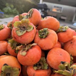 🍊 FRESH ORGANIC PERSIMMONS – STRAIGHT FROM OUR TREE!