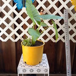 Elephant Ear Plants 🪴 With Spider Plant
