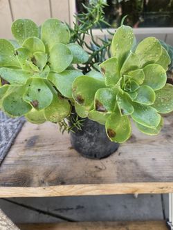 Succulent Arrangement One Gallon 