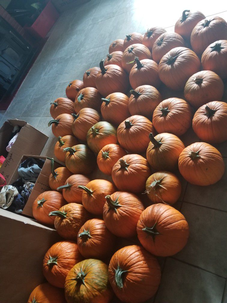 Pumpkins All Sizes 2 For 5