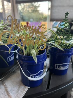 Potted baby Spider plants (Chlorophytum comosum)