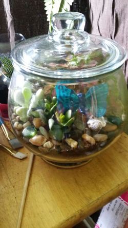 Mothers day Terrarium plants