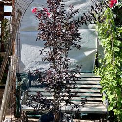 Myrtle Tree