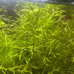 Guppy Grass Freshwater Plant