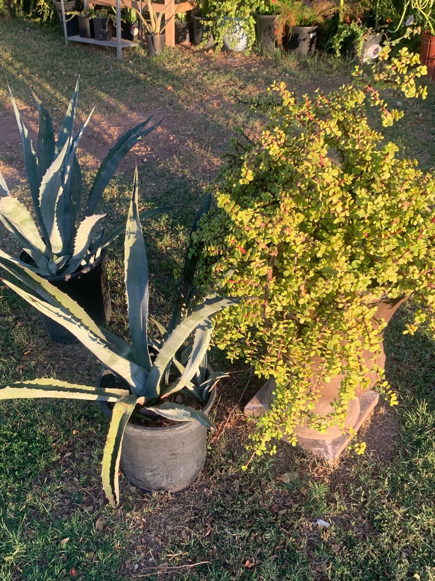 Sunny Days Garden Plants Sanctuary