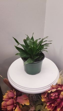 Plants