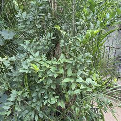 Mexican Lime Tree