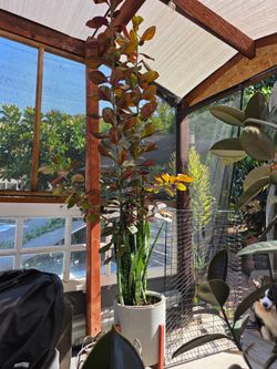Tall African milkweed Plant in Self watering Pot
