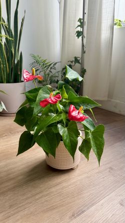 Indoor Plant | Tropical Houseplant (Flamingo Flower)