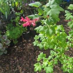 Flowering Currant 