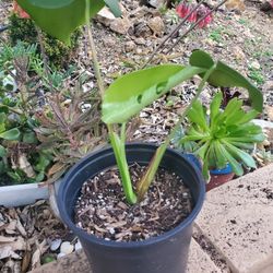 Swiss cheese plant