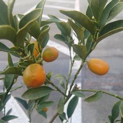 Grafted Dwarf Kumquat Tree Nagami😃😃🌿🌿🍊🍊🍊🍊