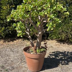 Jade Plant For Sale