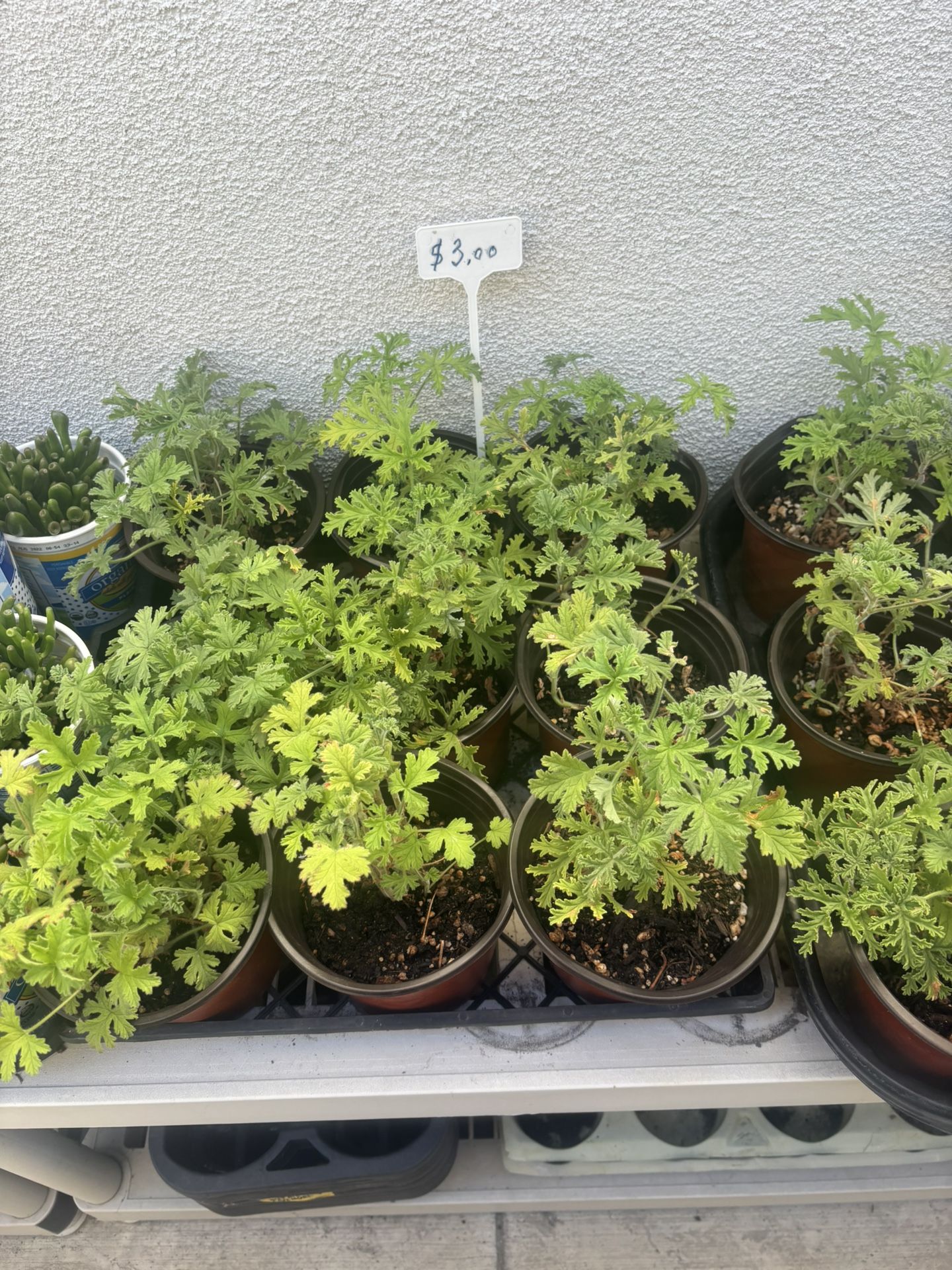 Citronella $3 Each