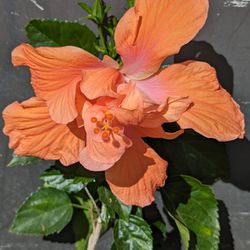 1ft+ Tall Orange Double Hibiscus Flower Plant