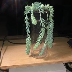 Donkey  Or Burro’s Tail Plant