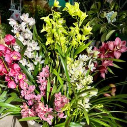 Cymbidium Orchids New Arrived Today Địa Lan Mới Về