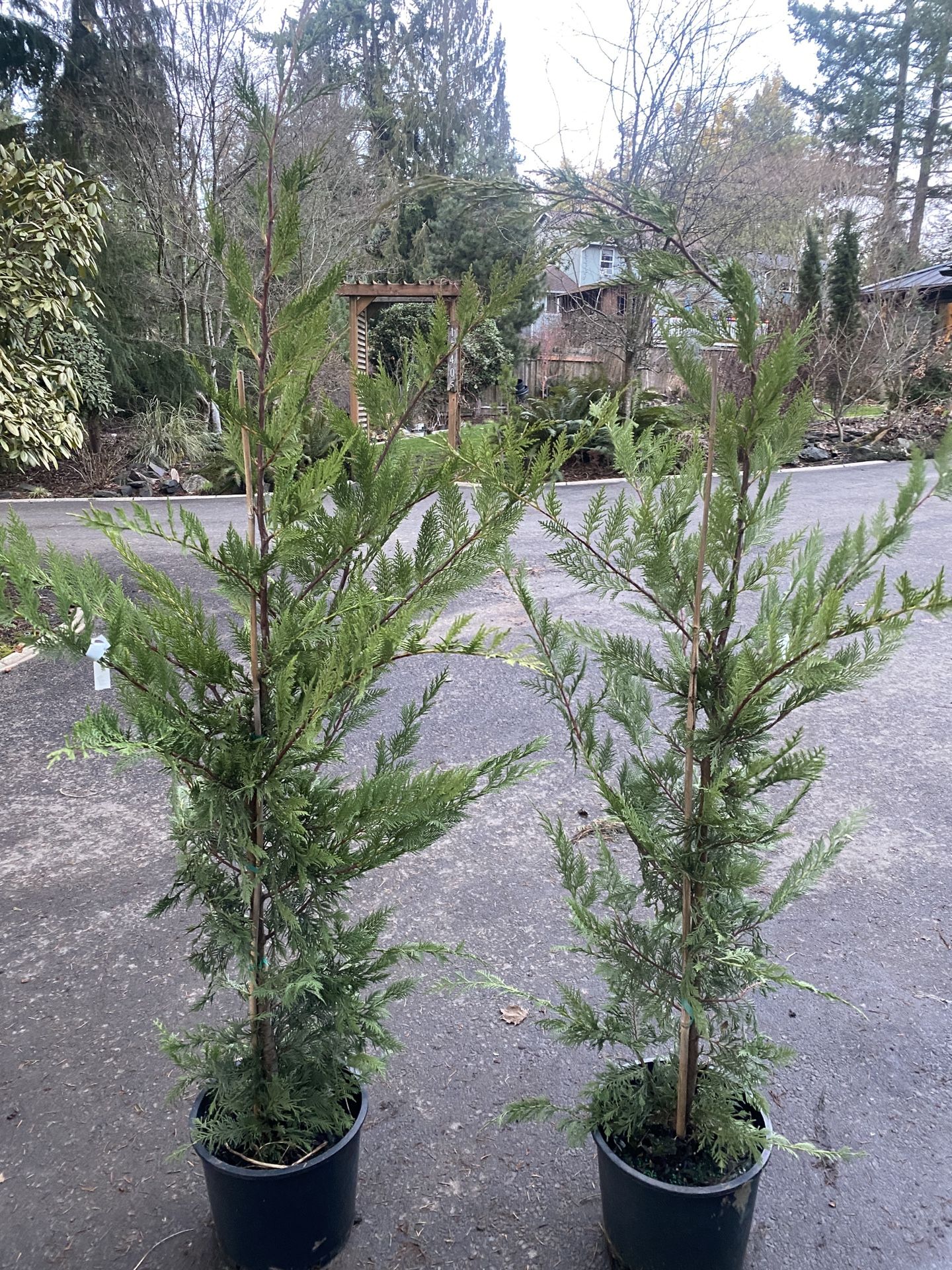 5-6ft Leyland Cypress Privacy Trees
