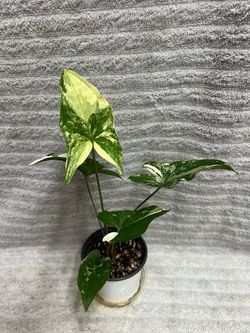Syngonium Podophyllum Albo Variegata Live Indoor Houseplant