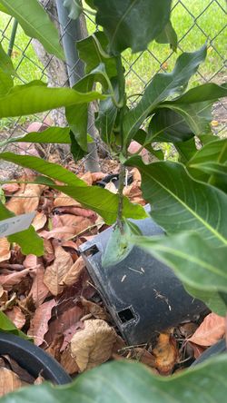 Rare Cambodia Green Sweet Mango ( Over 5ft) Brahm Kai Meu Mango