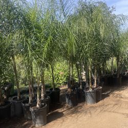Queen Palm Trees- 15 Gallon Size- Approximately 6- 8 Feet Tall 