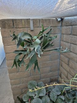 Staghorn