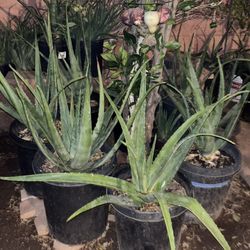Many Plants Available For Sale
